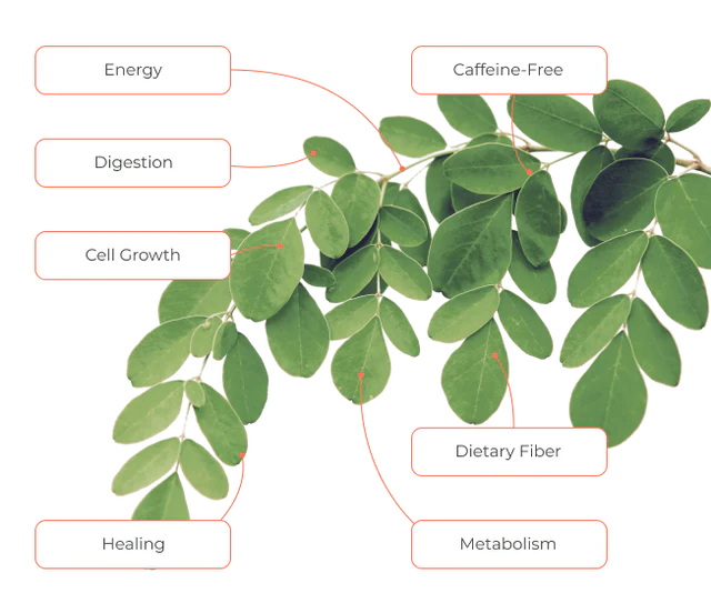 10 Reasons To Make Moringa A Part Of Your Daily Routine