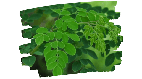 Moringa: The Tree of Life - Go-Lacta