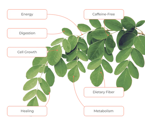 10 Reasons To Make Moringa A Part Of Your Daily Routine