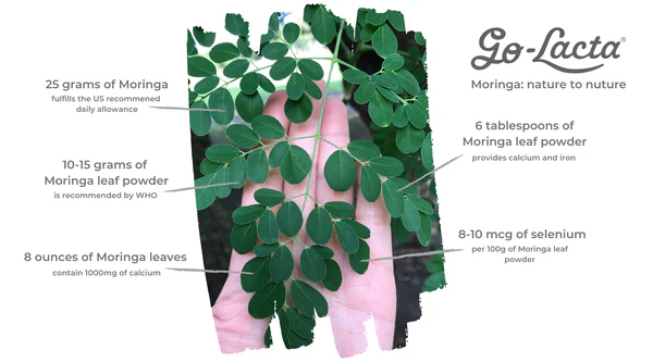 Can Pregnant Women Take Moringa During Pregnancy