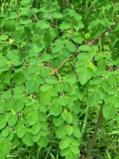 Moringa leaves are filled with an abundance of nutrients