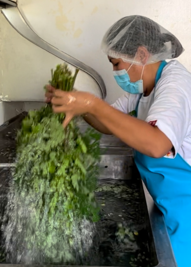 Moringa Plant – Essential Nutrients for Lactating Moms