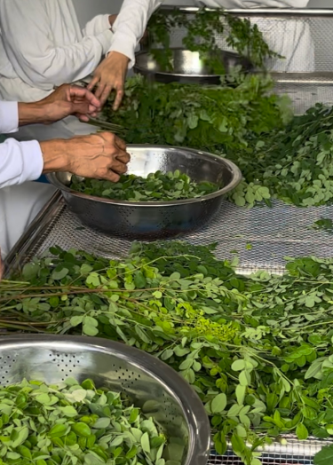 Moringa Powder and Capsules for Lactation