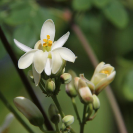 Moringa is rich in anti-oxidants and   anti-inflammatory properties